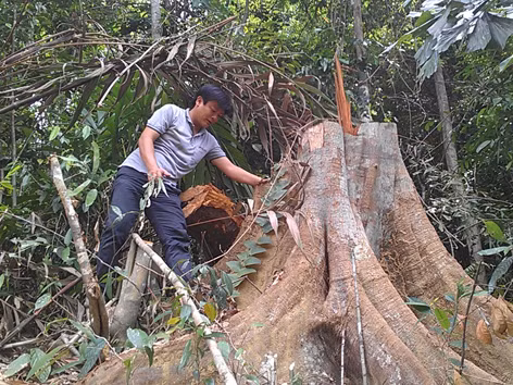 Tan hoang rừng tự nhiên Phong Điền