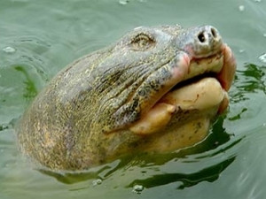 Đưa cụ Rùa lên bờ để chữa bệnh