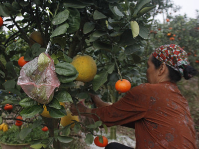 Cây ngũ quả 'hốt' bạc dịp Tết