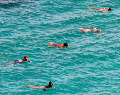 Nghề hái ra tiền giữa trùng khơi