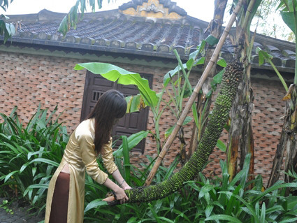 Buồng chuối 200 nải ở khu vườn nhà cổ triệu đô