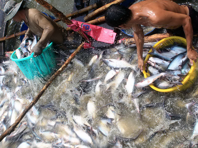 Sản xuất, kinh doanh cá tra: Vẫn bấp bênh, chao đảo