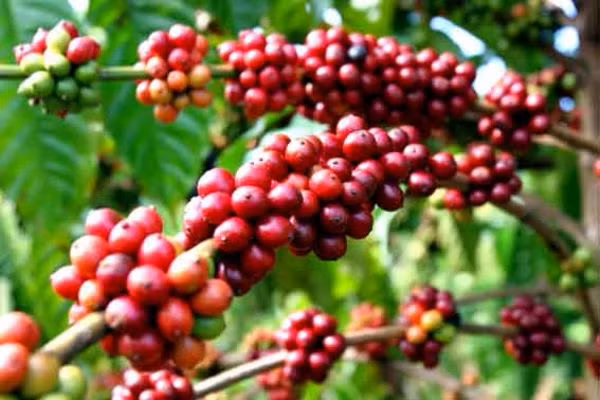 Xuất khẩu cà phê: Trăm người bán, vài người mua