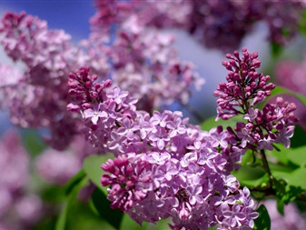 Đẹp dịu dàng hoa tử đinh hương