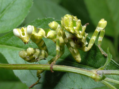 Bọ ngựa cái thường xơi tái bạn tình trong hoặc sau khi ân ái	Ảnh Vũ Văn Liên