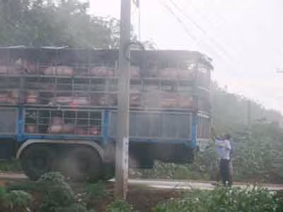 Lợn béo ồ ạt sang Trung Quốc: Cẩn trọng mua không hợp đồng