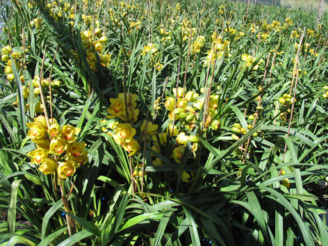 Địa lan Đà Lạt nở sớm