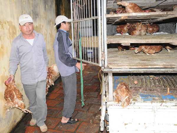 Bắt xe tải chở nửa tấn gà lậu tuồn về Hà Nội