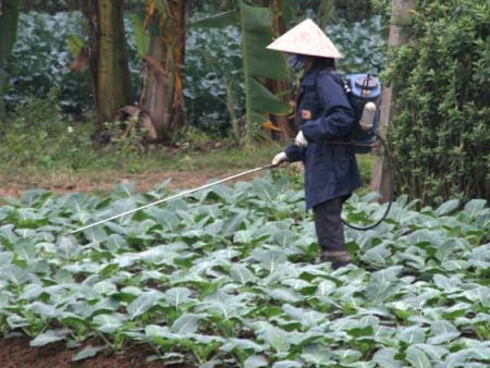 Rau sạch ’uống’ thuốc kích thích