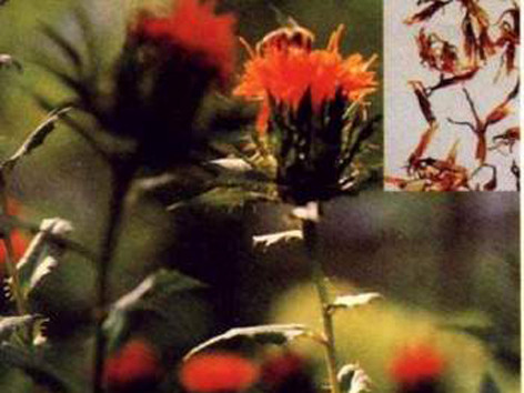 Bài thuốc giúp chị em bớt 'bốc hỏa'