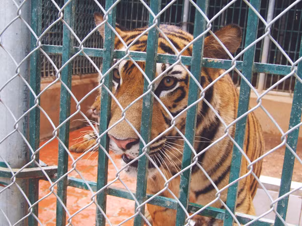 Một con hổ một tuổi ở Sóc Sơn trong khi hổ mẹ sáu tuổi đang mang thai bốn con nữa