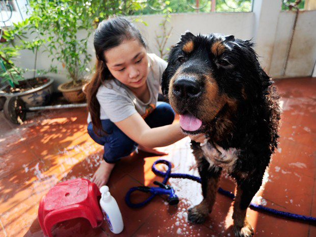 Nữ sinh 9X đam mê 'thần khuyển' Tây Tạng