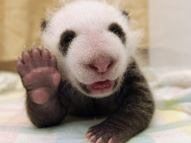 Gấu trúc một tháng tuổi biết cười và chào như người