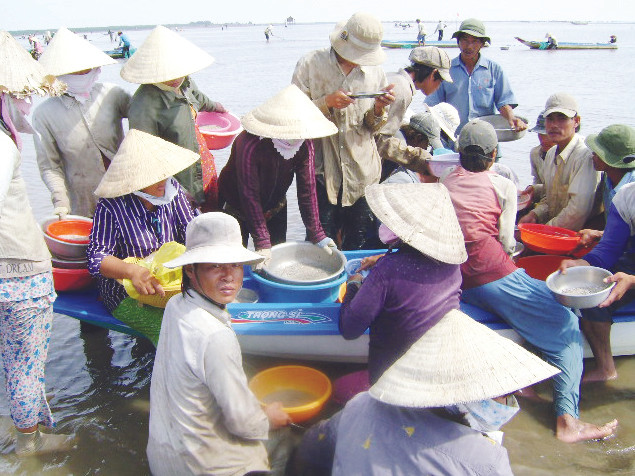 Nước ròng, người cào nghêu giống đông đúc bãi biển Đất Mũi. Ảnh: T.H