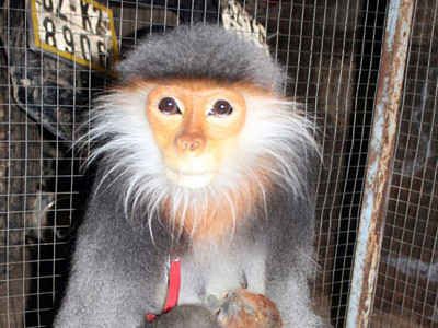 Cứu hộ chà vá chân nâu quý hiếm