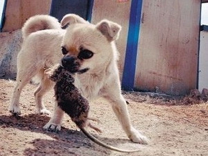 Bú sữa mèo, chú chó thành 'ngôi sao' diệt chuột