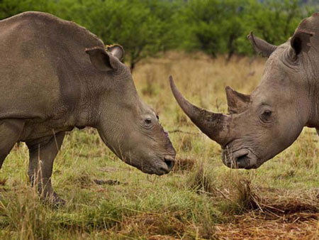 'Đại gia' lại mất điểm