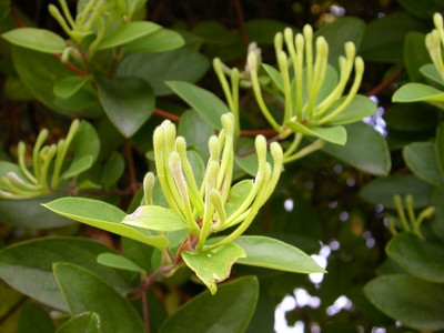 Bài thuốc phòng bệnh sốt phát ban