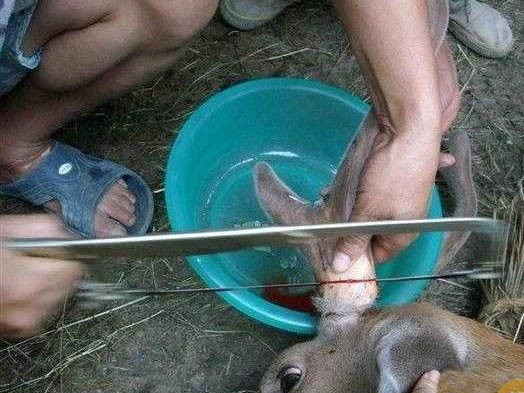 Gạc hươu được cưa ra, máu hứng trong chậu