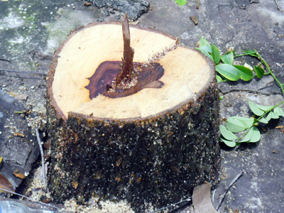 Ba cây sưa đỏ bị chặt trộm trong đêm