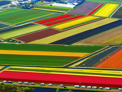 Lung linh muôn sắc hoa tulip