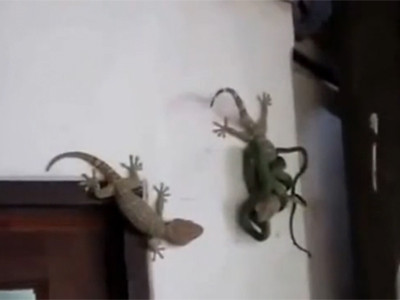 Tắc kè dũng cảm cắn rắn độc cứu bạn