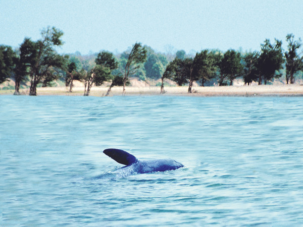 Cá heo Irrawaddy trên sông Mekong Ảnh: KA