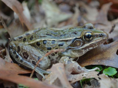 Phát hiện ếch da báo