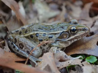Phát hiện ếch da báo