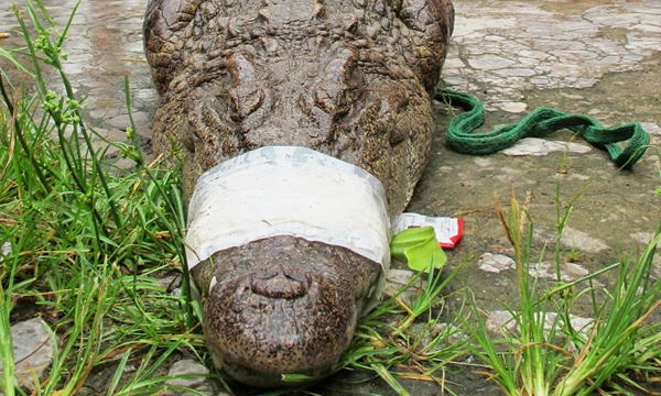 Thót tim truy bắt cá sấu sổng chuồng