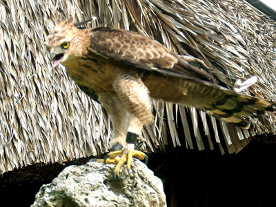 Bắt được đại bàng nặng gần 2kg