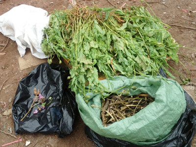 Bị bắt vì mua hoa anh túc ngâm rượu