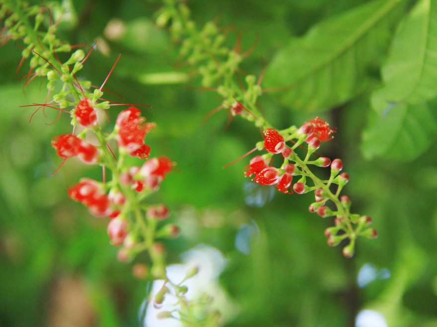 Mùa lộc vừng Hồ Gươm