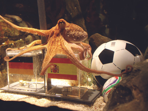 Ăn theo 'tiên tri bạch tuộc' Paul