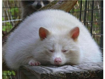 Động vật cũng… béo phì