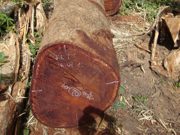 Hai cây cổ thụ bị hạ “sát nách” kiểm lâm