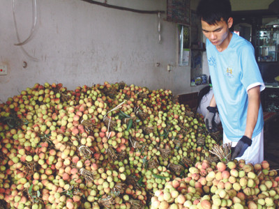Vải đẹp Phúc Hòa năm nay rất ít
