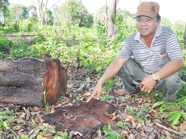 Phá rừng, bán đất trái phép