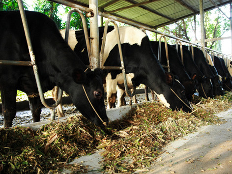 Sữa tươi cùng họ có cùng chất?