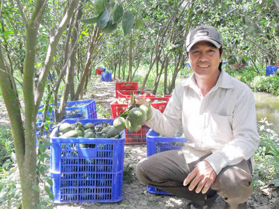 Nông dân trồng cam trúng tiền tỷ