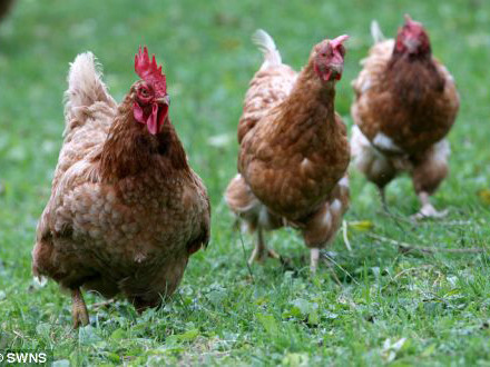 Thiệt mạng vì một con gà "quậy phá"