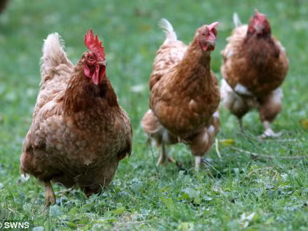 Thiệt mạng vì một con gà "quậy phá"