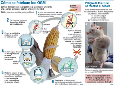 Ngô biến đổi gene có thể gây ung thư
