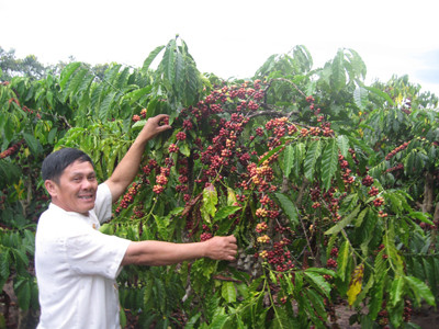 Vườn cà phê VSKCĐ ở thị trấn Đăk Hà