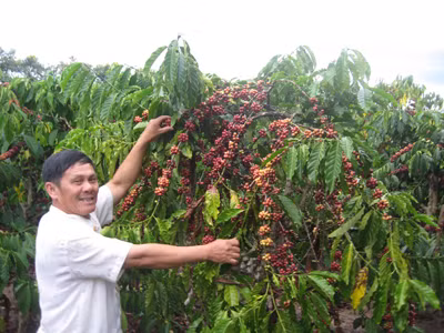 Vườn cà phê VSKCĐ ở thị trấn Đăk Hà