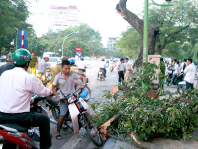 Nhập viện vì cây to đổ trúng người