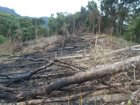 Phá rừng phòng hộ để... trồng rừng