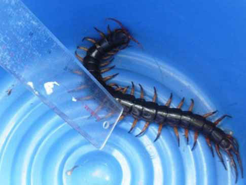 Thú cưng kỳ quái tiền triệu của giới trẻ Việt