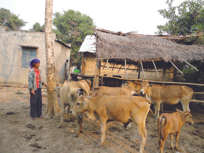 Xẻ thịt cả bò “thoát nghèo”