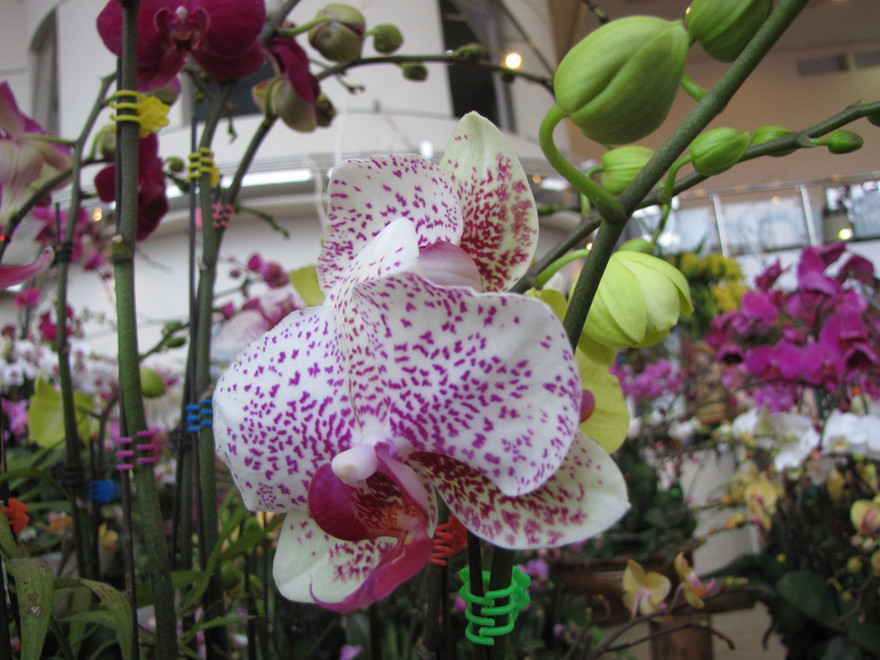 Muôn sắc hoa xuân đón Tết